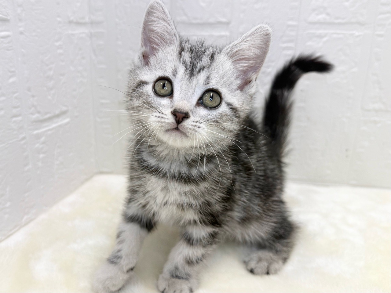 東京都のアメリカンショートヘアー (かねだい青梅店/2026年1月14日生まれ/男の子/シルバータビー)の子猫の3枚目の画像