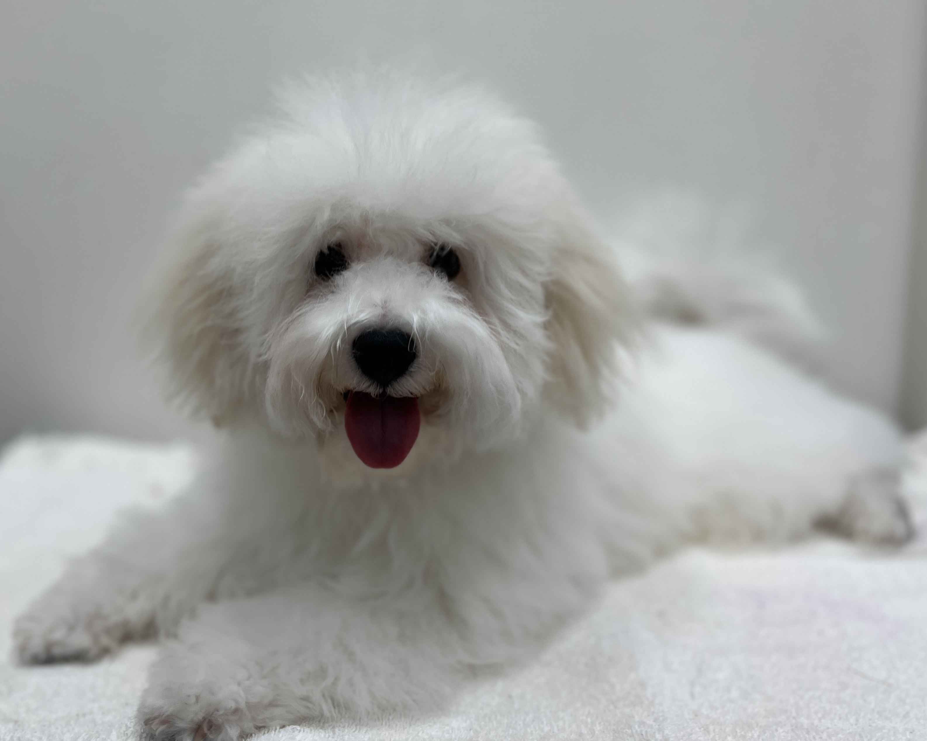 千葉県のビションフリーゼ (かねだい千葉店/2025年10月3日生まれ/男の子/ホワイト)の子犬の2枚目の画像