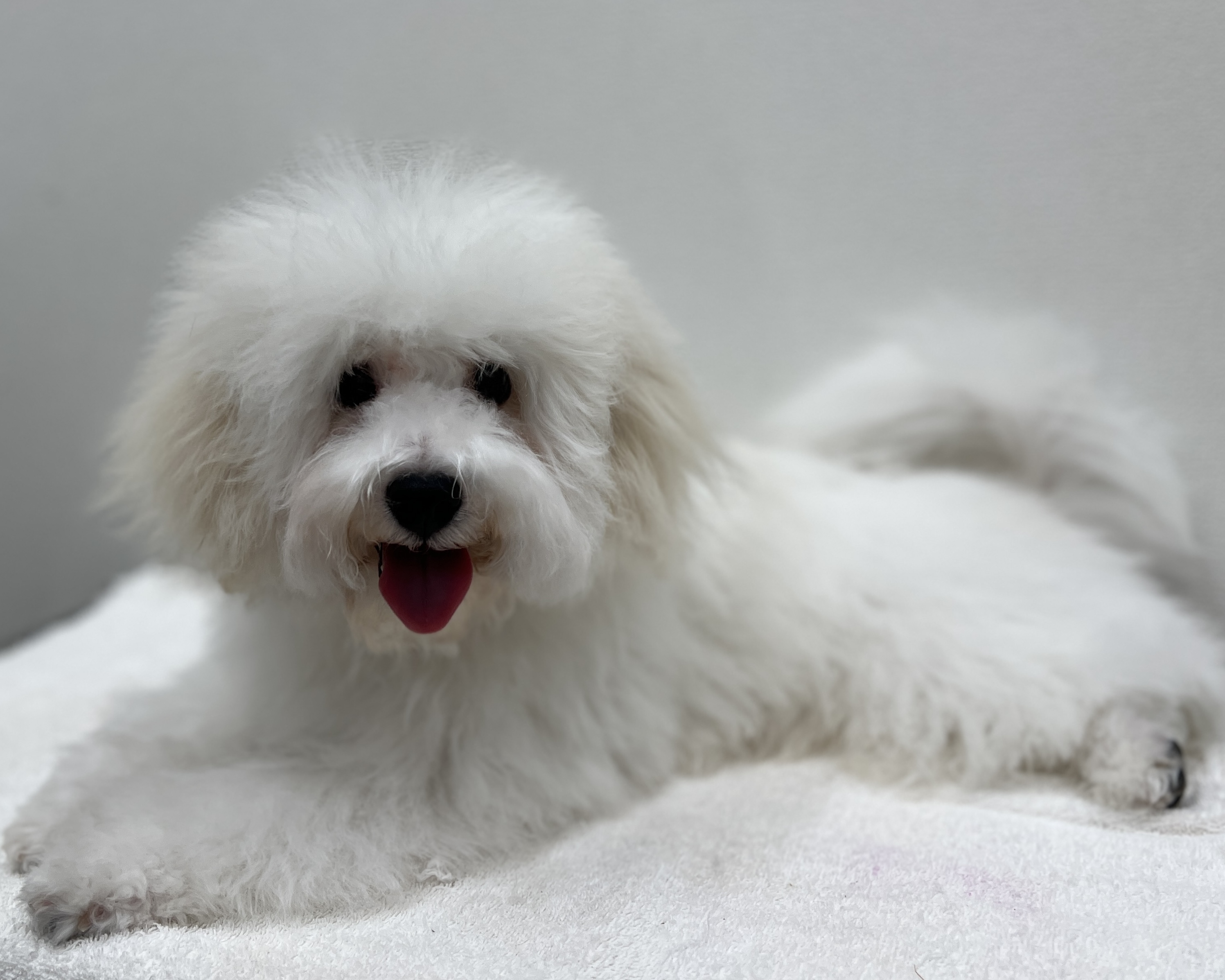 千葉県のビションフリーゼ (かねだい千葉店/2025年10月3日生まれ/男の子/ホワイト)の子犬の3枚目の画像