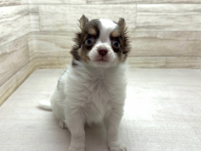 埼玉県のチワワ(ロング) (かねだい桶川店/2026年1月9日生まれ/男の子/チョコレートタンホワイト)の子犬の2枚目の画像