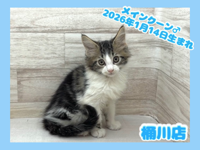 埼玉県のメインクーン (かねだい桶川店/2026年1月14日生まれ/男の子/ブラウンタビーホワイト)の子猫の1枚目の画像