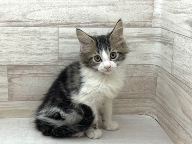 埼玉県のメインクーン (かねだい桶川店/2026年1月14日生まれ/男の子/ブラウンタビーホワイト)の子猫の2枚目の画像