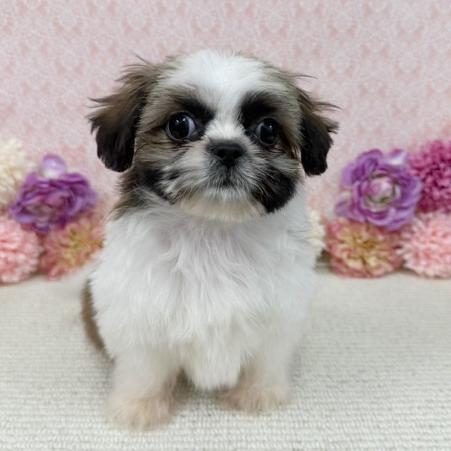 千葉県のシーズー (かねだい四街道店/2026年1月2日生まれ/男の子/ホワイトゴールド)の子犬の1枚目の画像