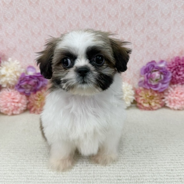 千葉県のシーズー (かねだい四街道店/2026年1月2日生まれ/男の子/ホワイトゴールド)の子犬の2枚目の画像