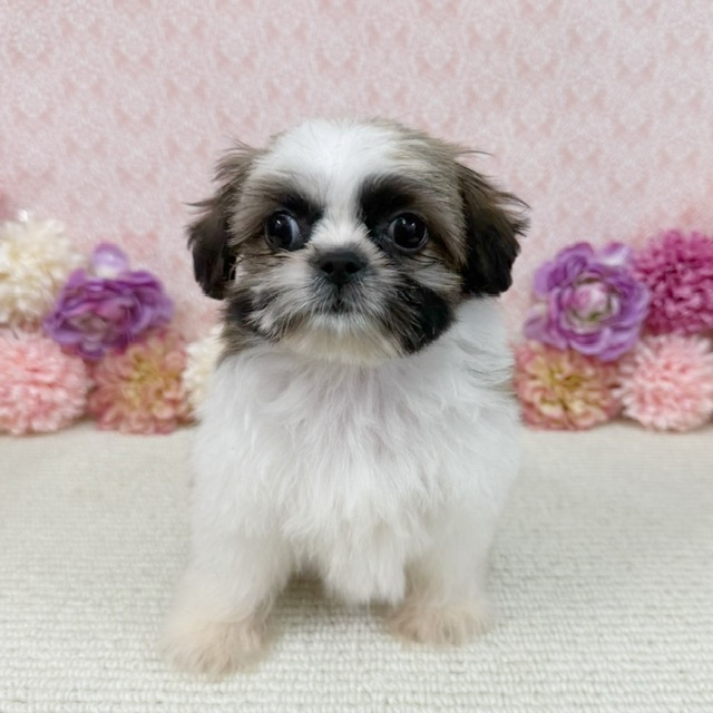 千葉県のシーズー (かねだい四街道店/2026年1月2日生まれ/男の子/ホワイトゴールド)の子犬の3枚目の画像