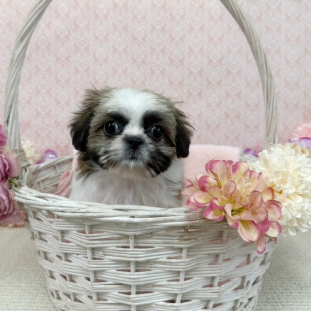 千葉県のシーズー (かねだい四街道店/2026年1月2日生まれ/男の子/ホワイトゴールド)の子犬の4枚目の画像