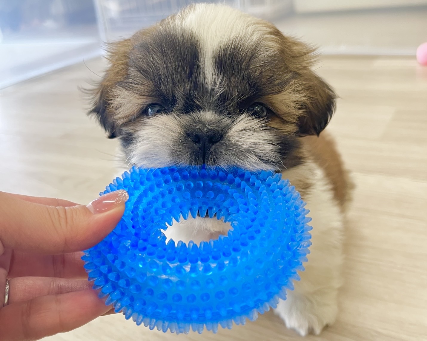 群馬県のシーズー (かねだいペットトライアル前橋/2026年1月17日生まれ/男の子/ゴールドホワイト)の子犬の3枚目の画像