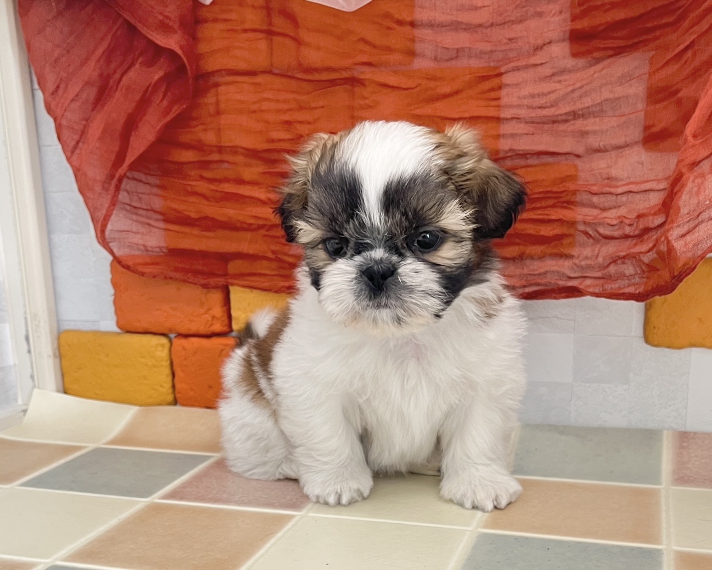 群馬県のシーズー (かねだいペットトライアル前橋/2026年1月17日生まれ/男の子/ゴールドホワイト)の子犬の4枚目の画像