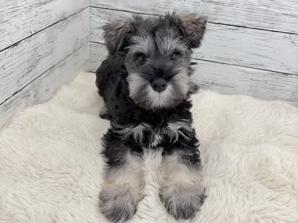 新潟県のミニチュアシュナウザー (かねだいペットトライアル魚沼/2025年12月15日生まれ/男の子/ソルトペッパー)の子犬の1枚目の画像