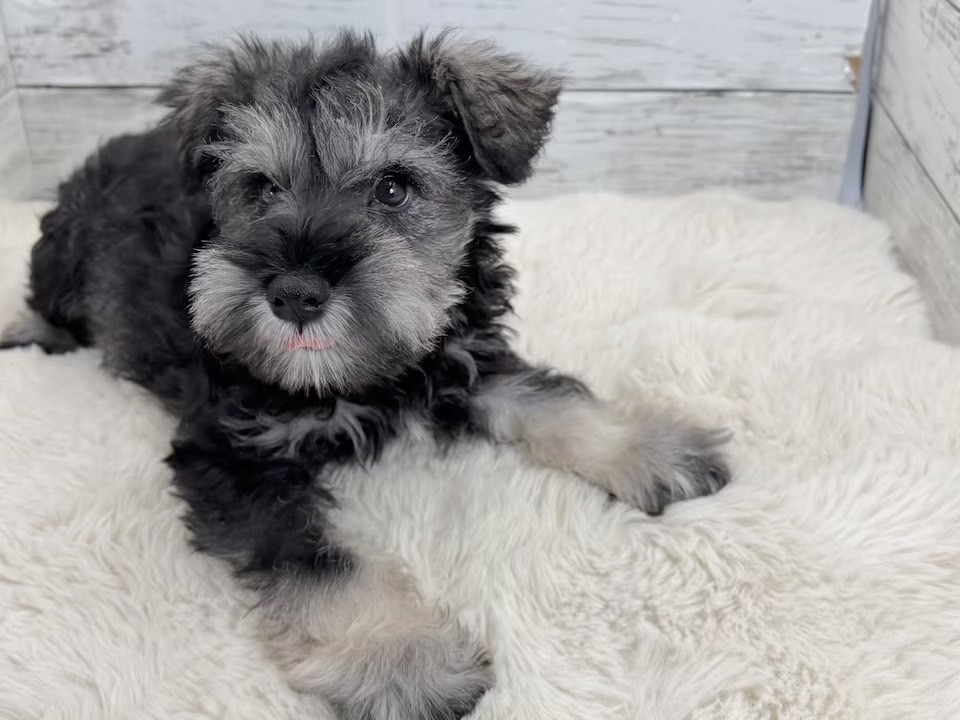 新潟県のミニチュアシュナウザー (かねだいペットトライアル魚沼/2025年12月15日生まれ/男の子/ソルトペッパー)の子犬の2枚目の画像