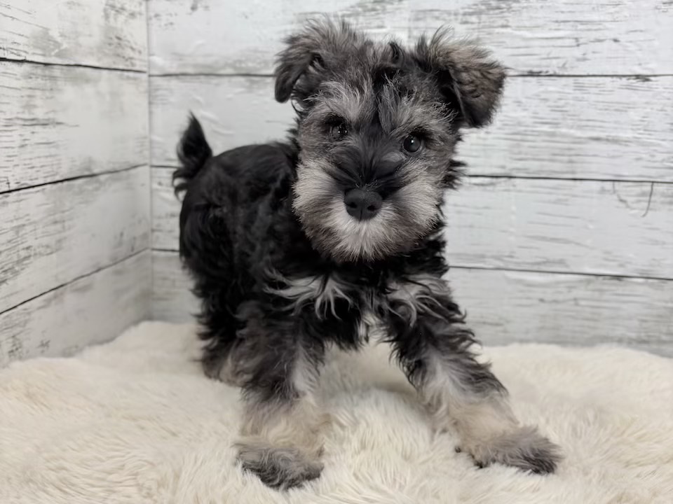 新潟県のミニチュアシュナウザー (かねだいペットトライアル魚沼/2025年12月15日生まれ/男の子/ソルトペッパー)の子犬の3枚目の画像