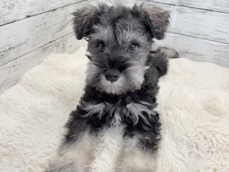 新潟県のミニチュアシュナウザー (かねだいペットトライアル魚沼/2025年12月15日生まれ/男の子/ソルトペッパー)の子犬の4枚目の画像