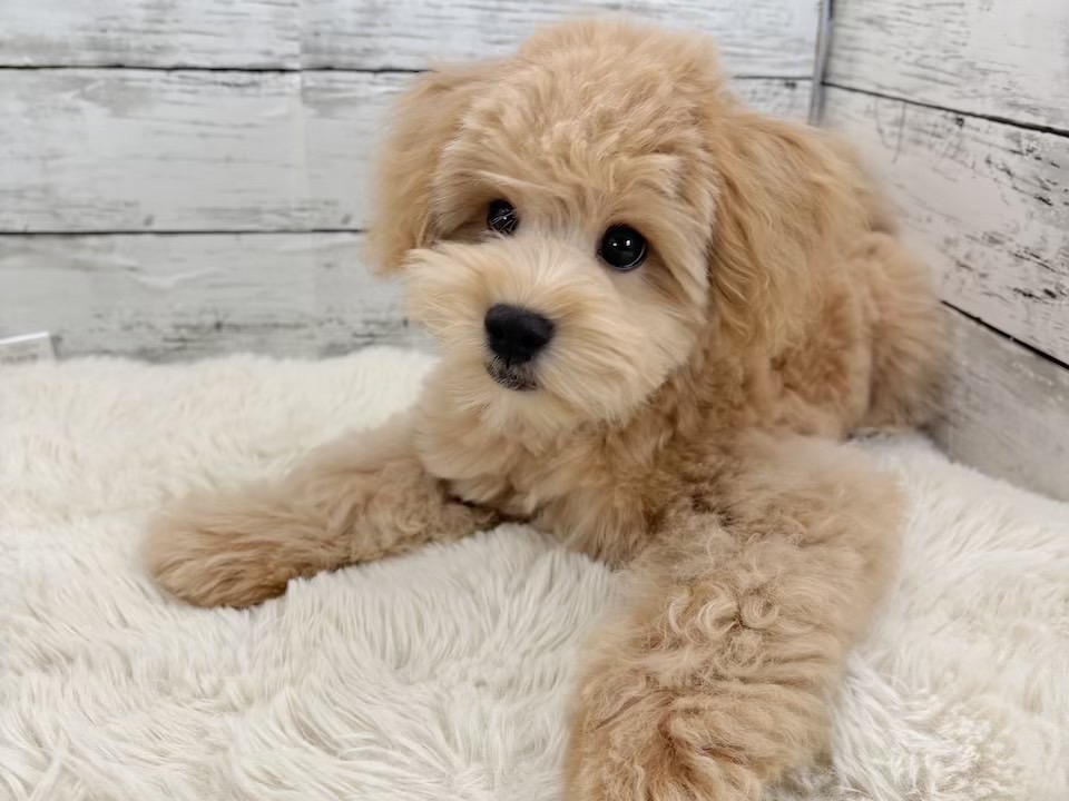 新潟県のマルプー(マルチーズ×プードル) (かねだいペットトライアル魚沼/2025年11月10日生まれ/男の子/アプリコット)の子犬の1枚目の画像