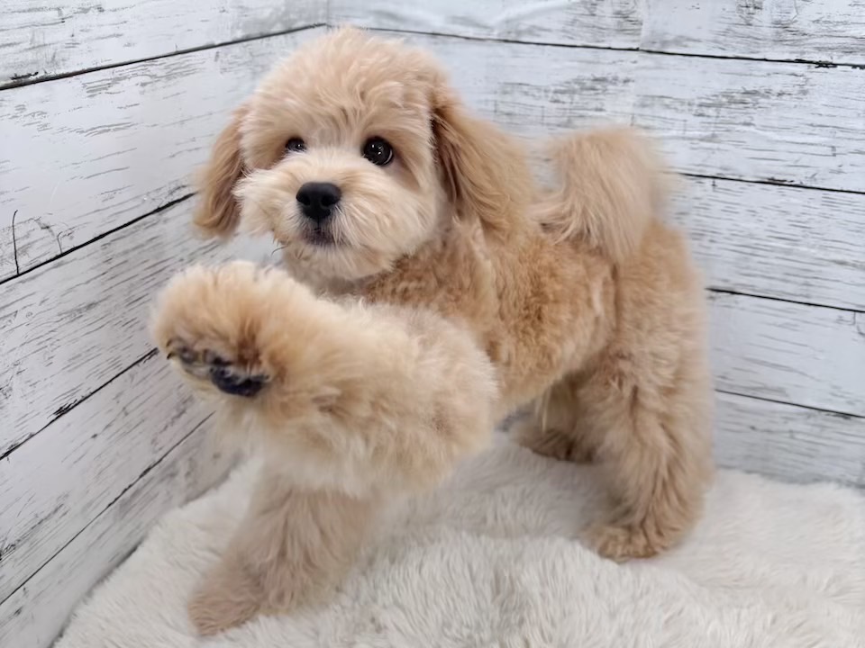 新潟県のマルプー(マルチーズ×プードル) (かねだいペットトライアル魚沼/2025年11月10日生まれ/男の子/アプリコット)の子犬の2枚目の画像