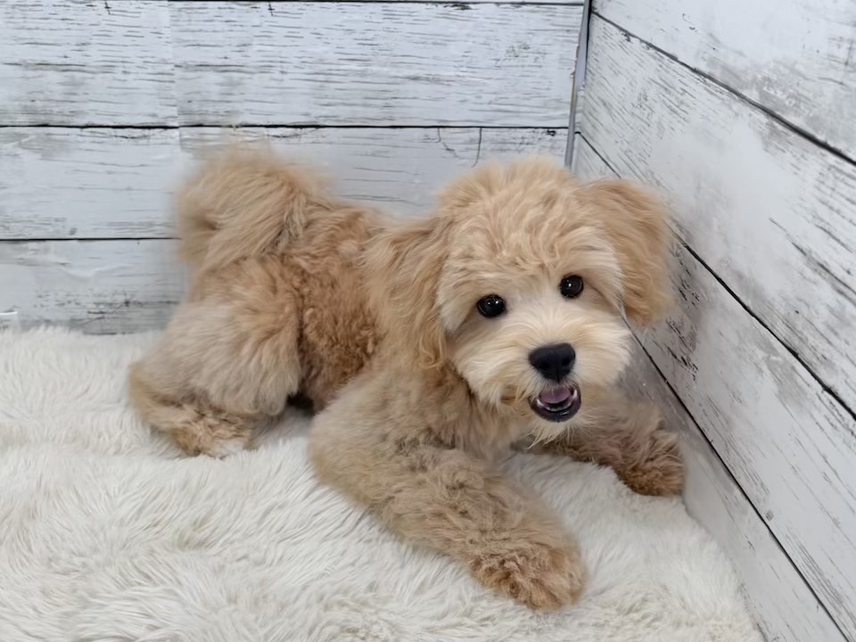 新潟県のマルプー(マルチーズ×プードル) (かねだいペットトライアル魚沼/2025年11月10日生まれ/男の子/アプリコット)の子犬の3枚目の画像