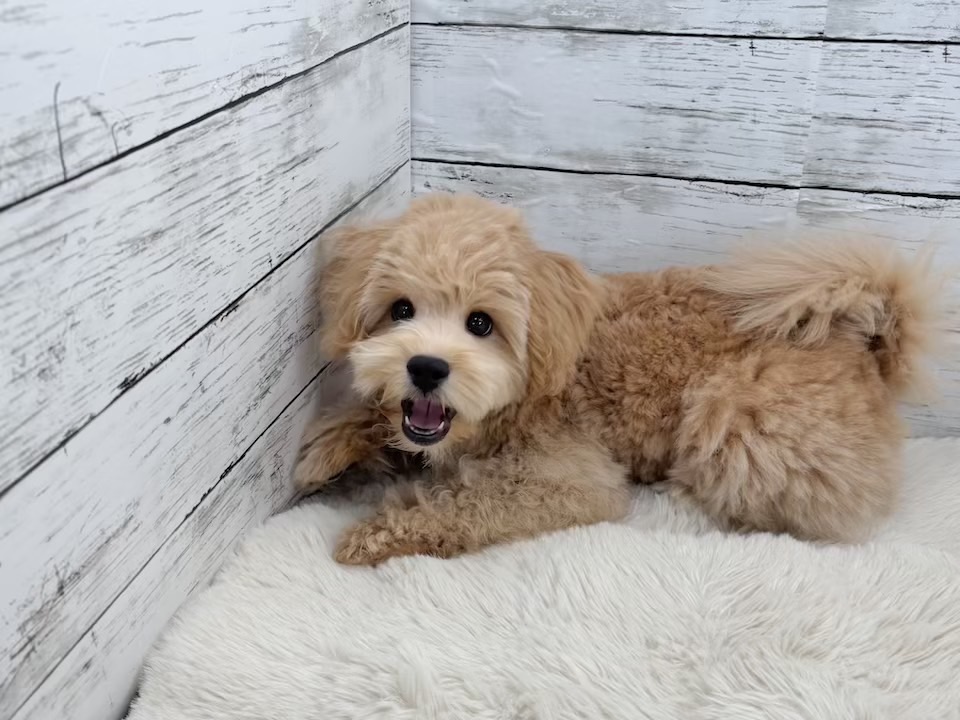 新潟県のマルプー(マルチーズ×プードル) (かねだいペットトライアル魚沼/2025年11月10日生まれ/男の子/アプリコット)の子犬の4枚目の画像