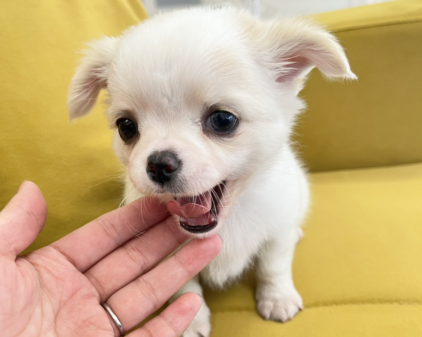 群馬県のチワワ(ロング) (かねだいペットトライアル前橋/2026年1月18日生まれ/男の子/クリームホワイト)の子犬の4枚目の画像