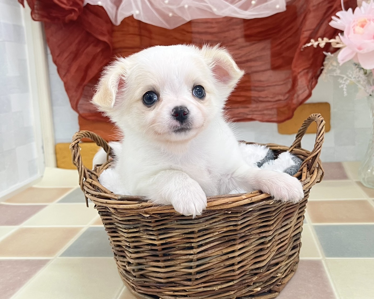 群馬県のチワワ(ロング) (かねだいペットトライアル前橋/2026年1月18日生まれ/男の子/クリームホワイト)の子犬の3枚目の画像