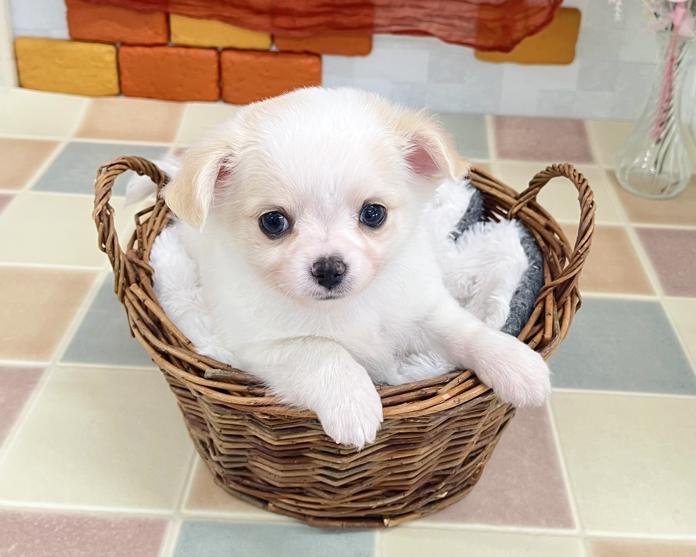 群馬県のチワワ(ロング) (かねだいペットトライアル前橋/2026年1月18日生まれ/男の子/クリームホワイト)の子犬の2枚目の画像