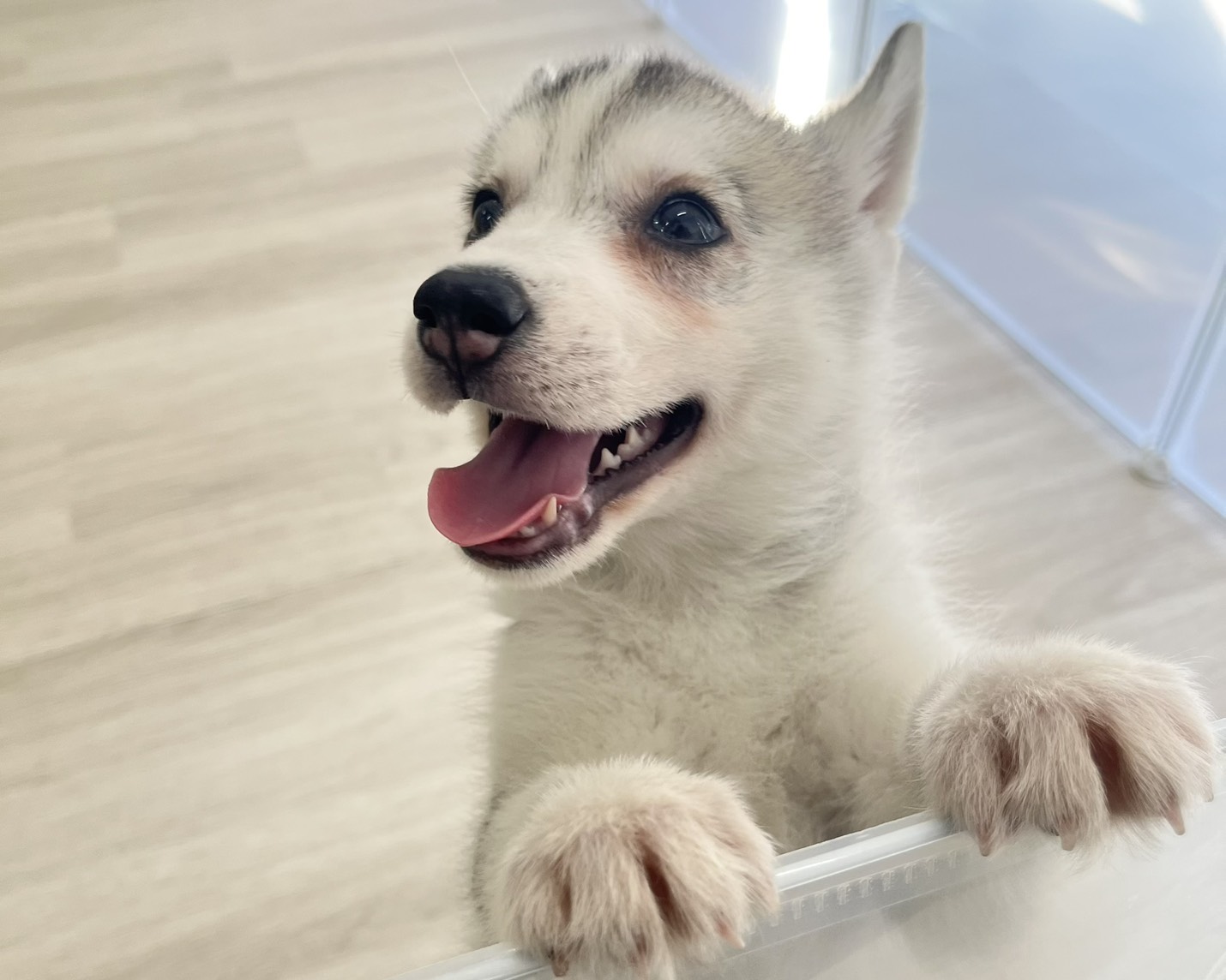 群馬県のシベリアンハスキー (かねだいペットトライアル前橋/2026年1月12日生まれ/女の子/シルバーホワイト)の子犬の2枚目の画像