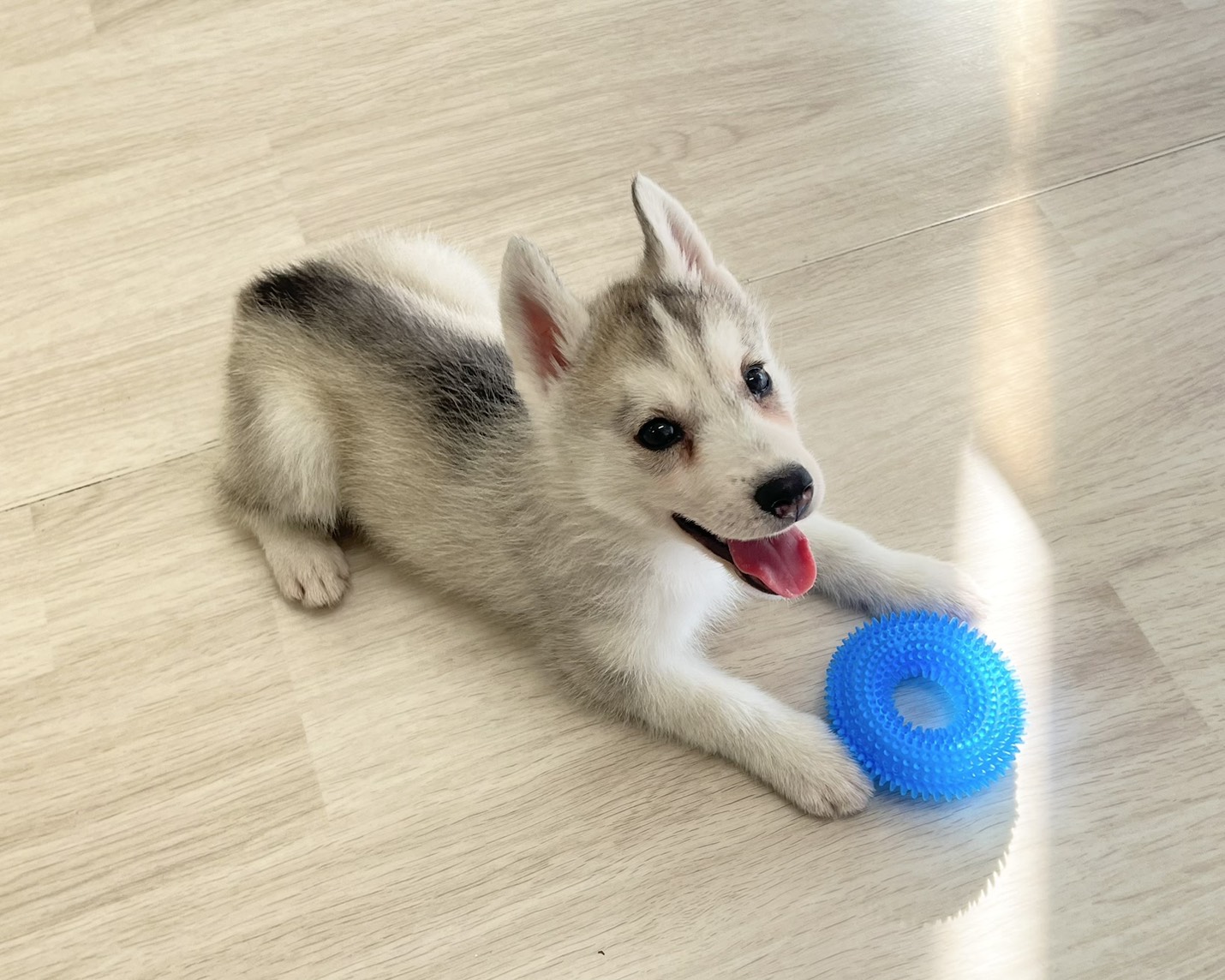 群馬県のシベリアンハスキー (かねだいペットトライアル前橋/2026年1月12日生まれ/女の子/シルバーホワイト)の子犬の3枚目の画像