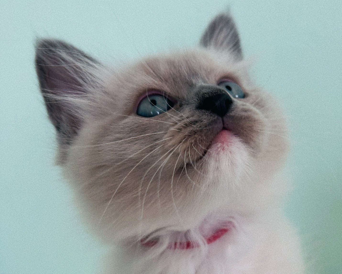 群馬県のラグドール (かねだいペットトライアル桐生/2026年1月30日生まれ/女の子/ブルーポイントミテッド)の子猫の1枚目の画像