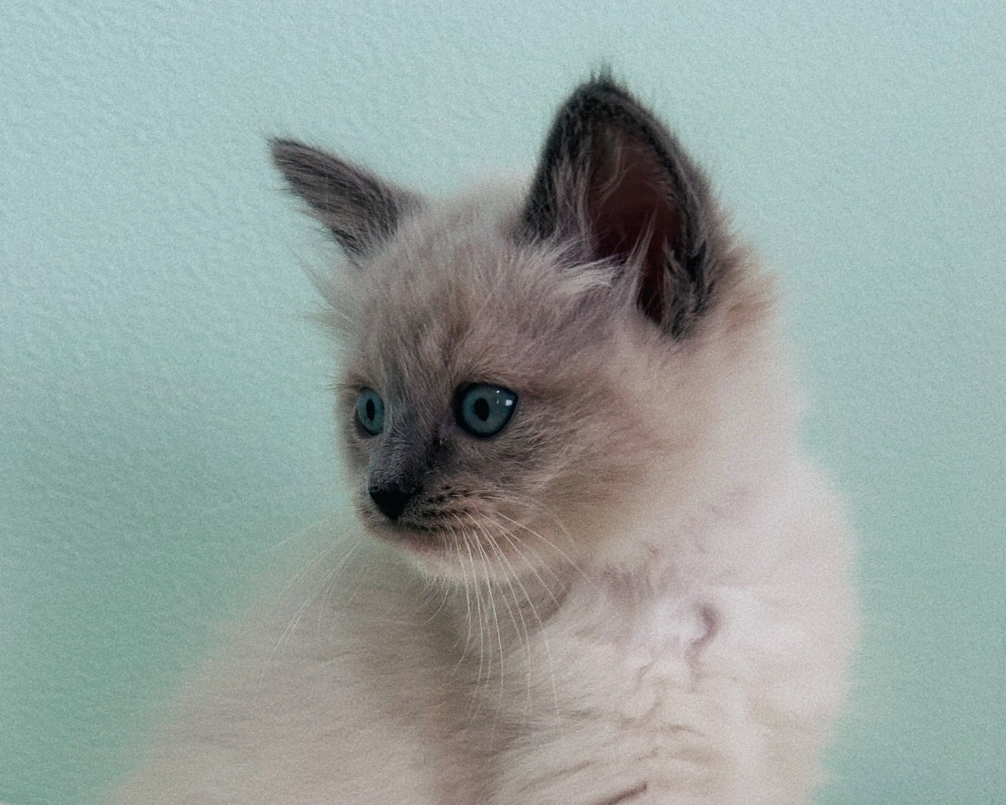 群馬県のラグドール (かねだいペットトライアル桐生/2026年1月30日生まれ/女の子/ブルーポイントミテッド)の子猫の4枚目の画像