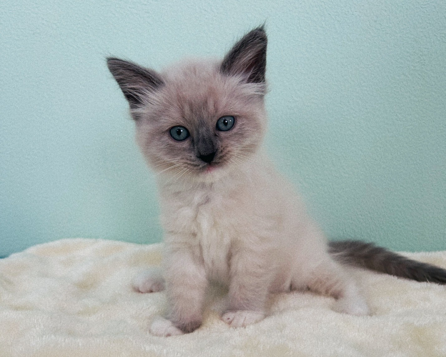 群馬県のラグドール (かねだいペットトライアル桐生/2026年1月30日生まれ/女の子/ブルーポイントミテッド)の子猫の3枚目の画像