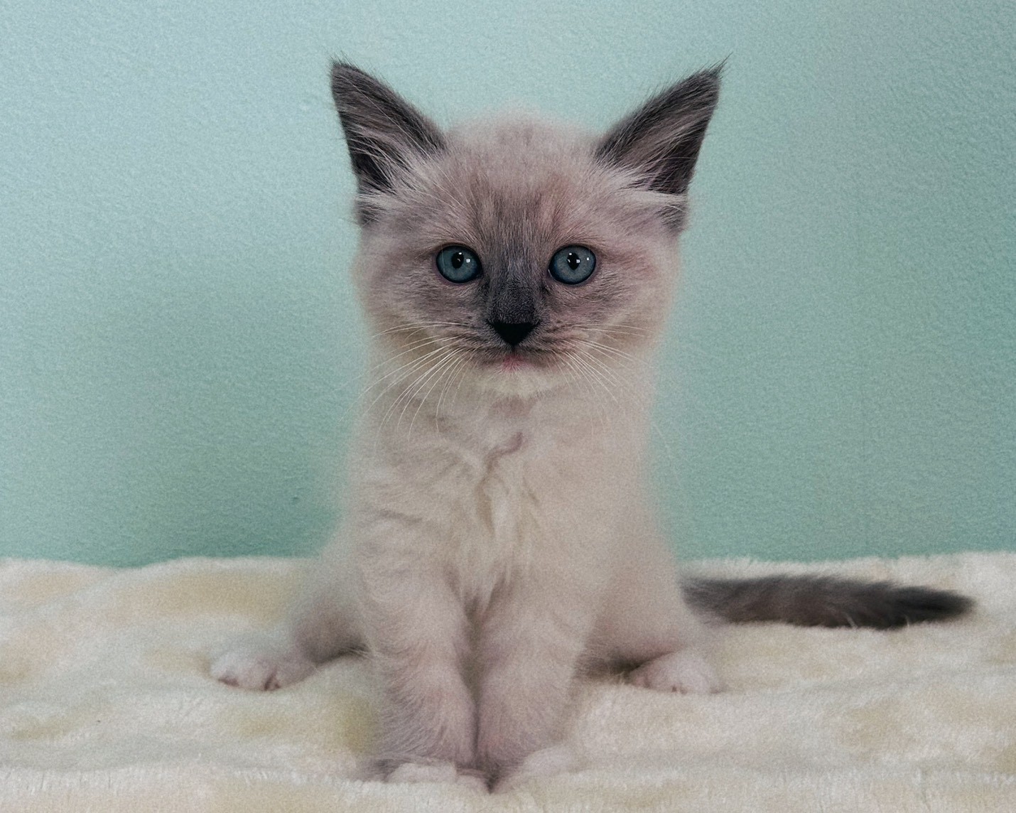 群馬県のラグドール (かねだいペットトライアル桐生/2026年1月30日生まれ/女の子/ブルーポイントミテッド)の子猫の2枚目の画像