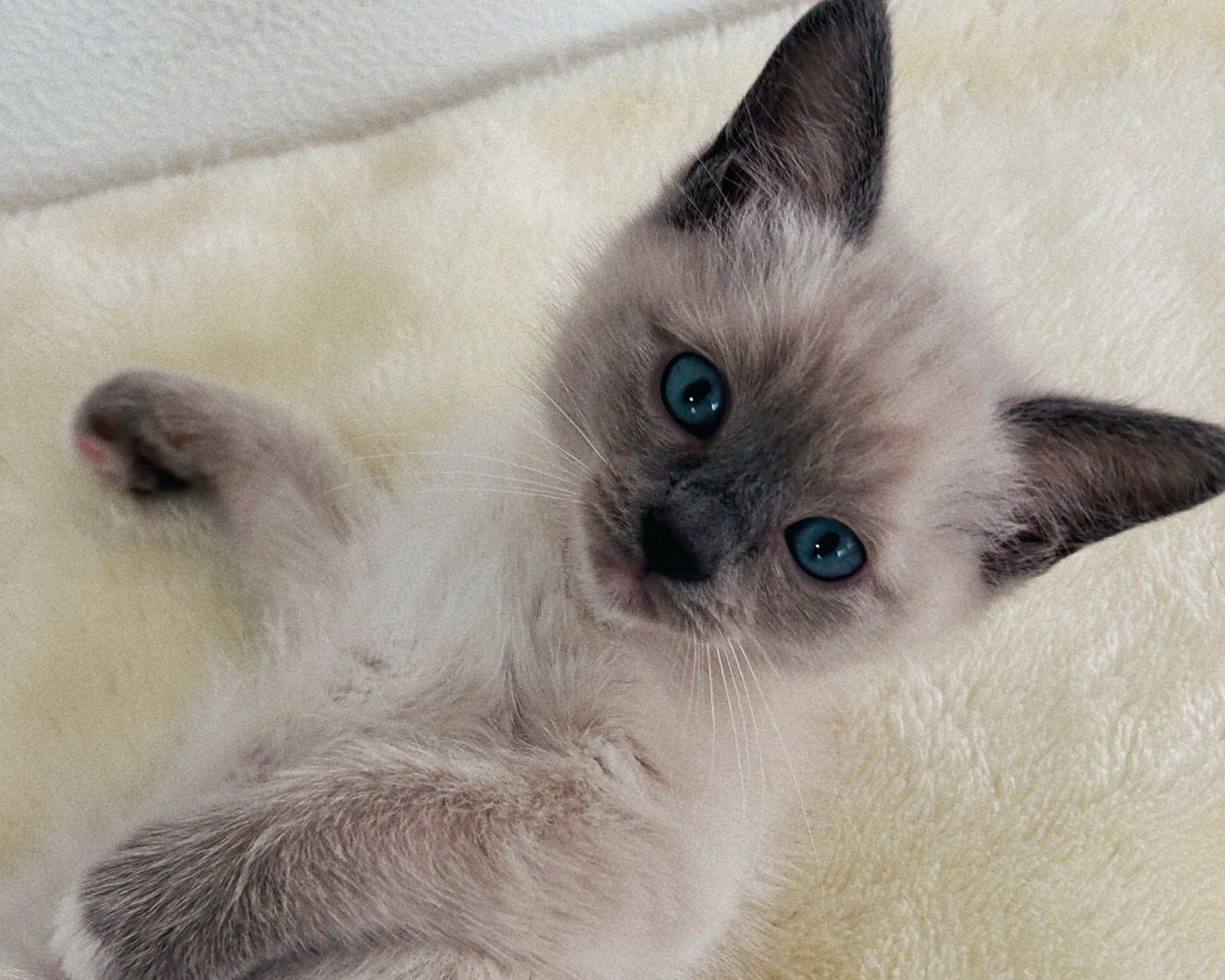 群馬県のラグドール (かねだいペットトライアル桐生/2026年1月30日生まれ/男の子/ブルーポイントミテッド)の子猫の1枚目の画像