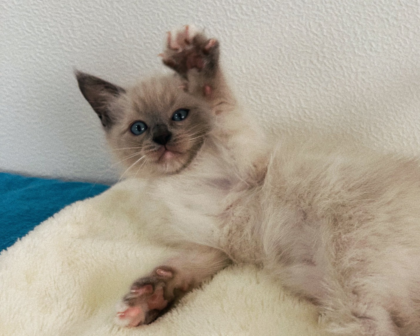 群馬県のラグドール (かねだいペットトライアル桐生/2026年1月30日生まれ/男の子/ブルーポイントミテッド)の子猫の3枚目の画像