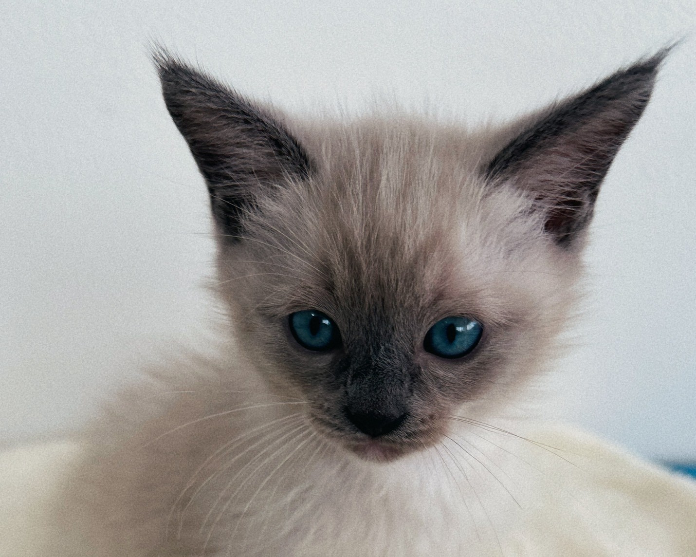 群馬県のラグドール (かねだいペットトライアル桐生/2026年1月30日生まれ/男の子/ブルーポイントミテッド)の子猫の4枚目の画像