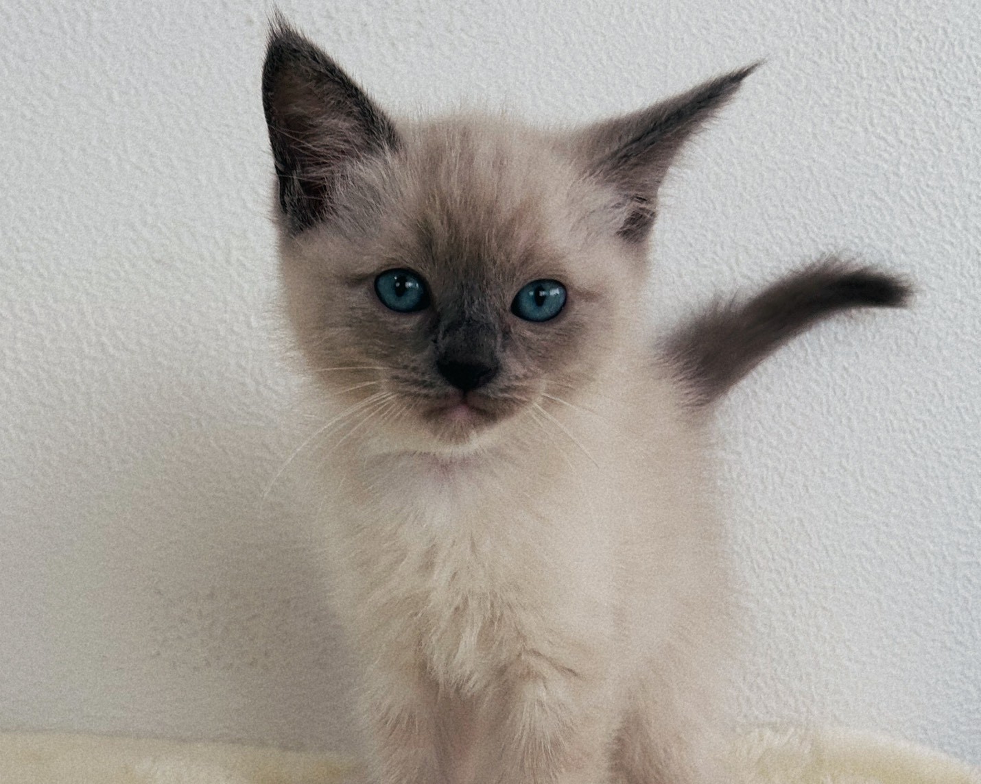 群馬県のラグドール (かねだいペットトライアル桐生/2026年1月30日生まれ/男の子/ブルーポイントミテッド)の子猫の2枚目の画像