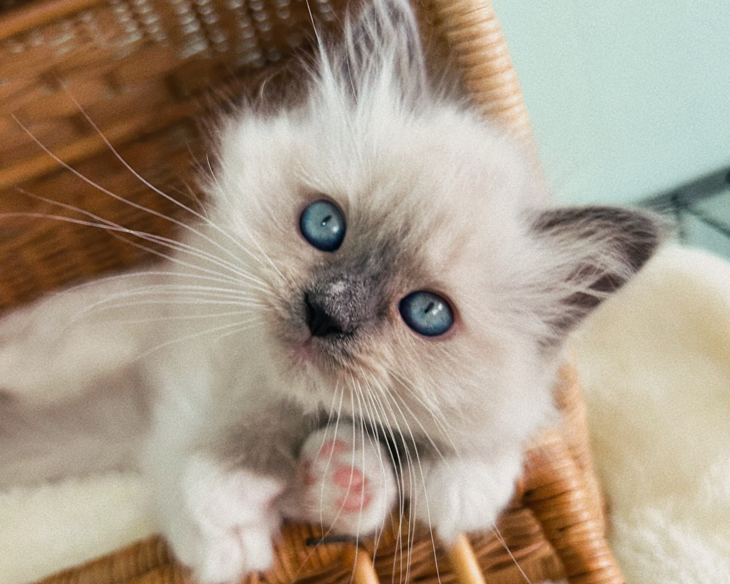 群馬県のラグドール (かねだいペットトライアル桐生/2026年1月30日生まれ/女の子/ブルーポイントミテッド)の子猫の1枚目の画像