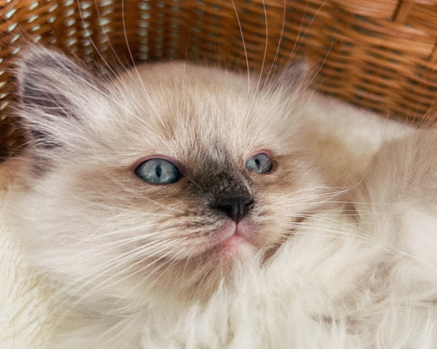 群馬県のラグドール (かねだいペットトライアル桐生/2026年1月30日生まれ/女の子/ブルーポイントミテッド)の子猫の2枚目の画像