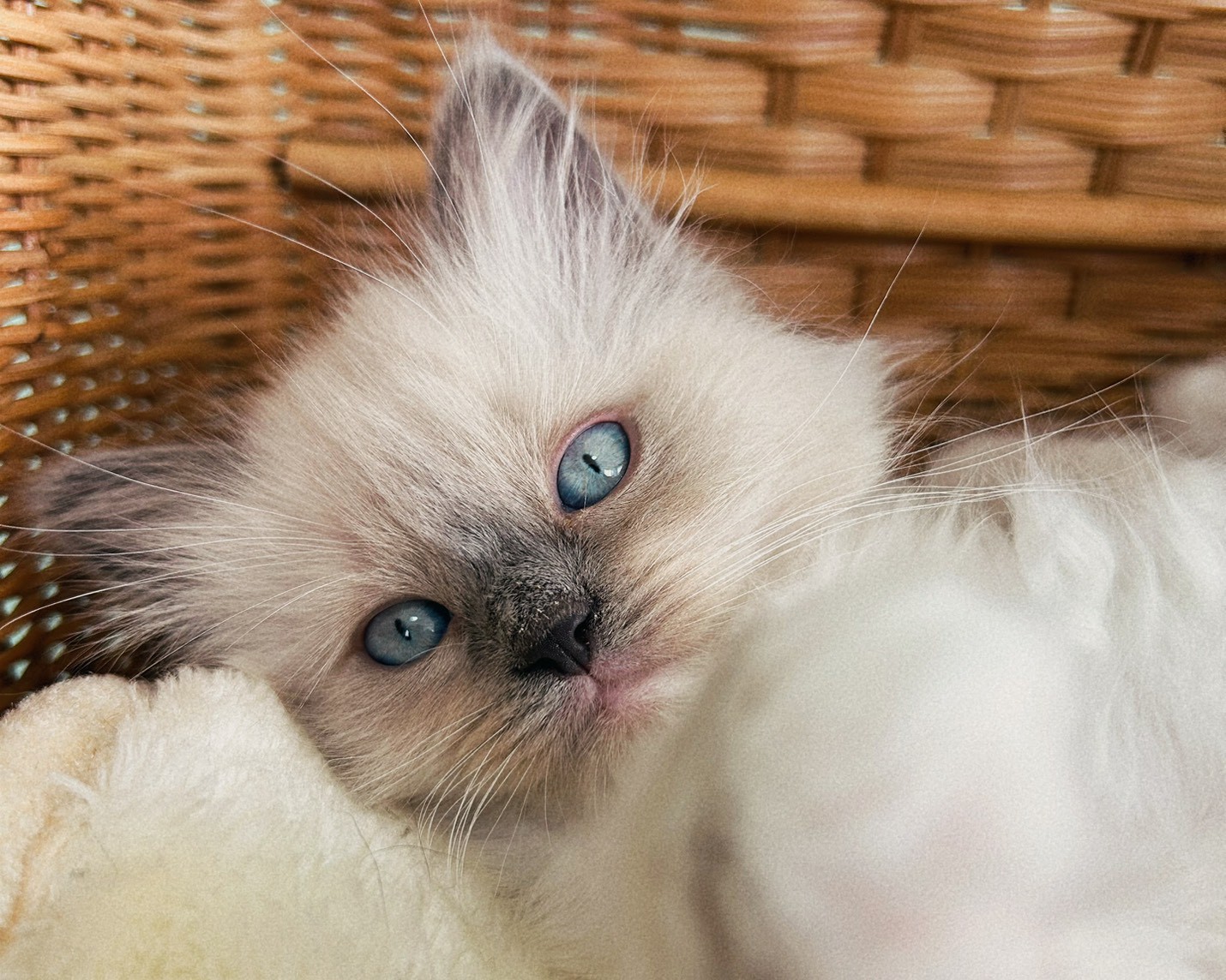 群馬県のラグドール (かねだいペットトライアル桐生/2026年1月30日生まれ/女の子/ブルーポイントミテッド)の子猫の3枚目の画像