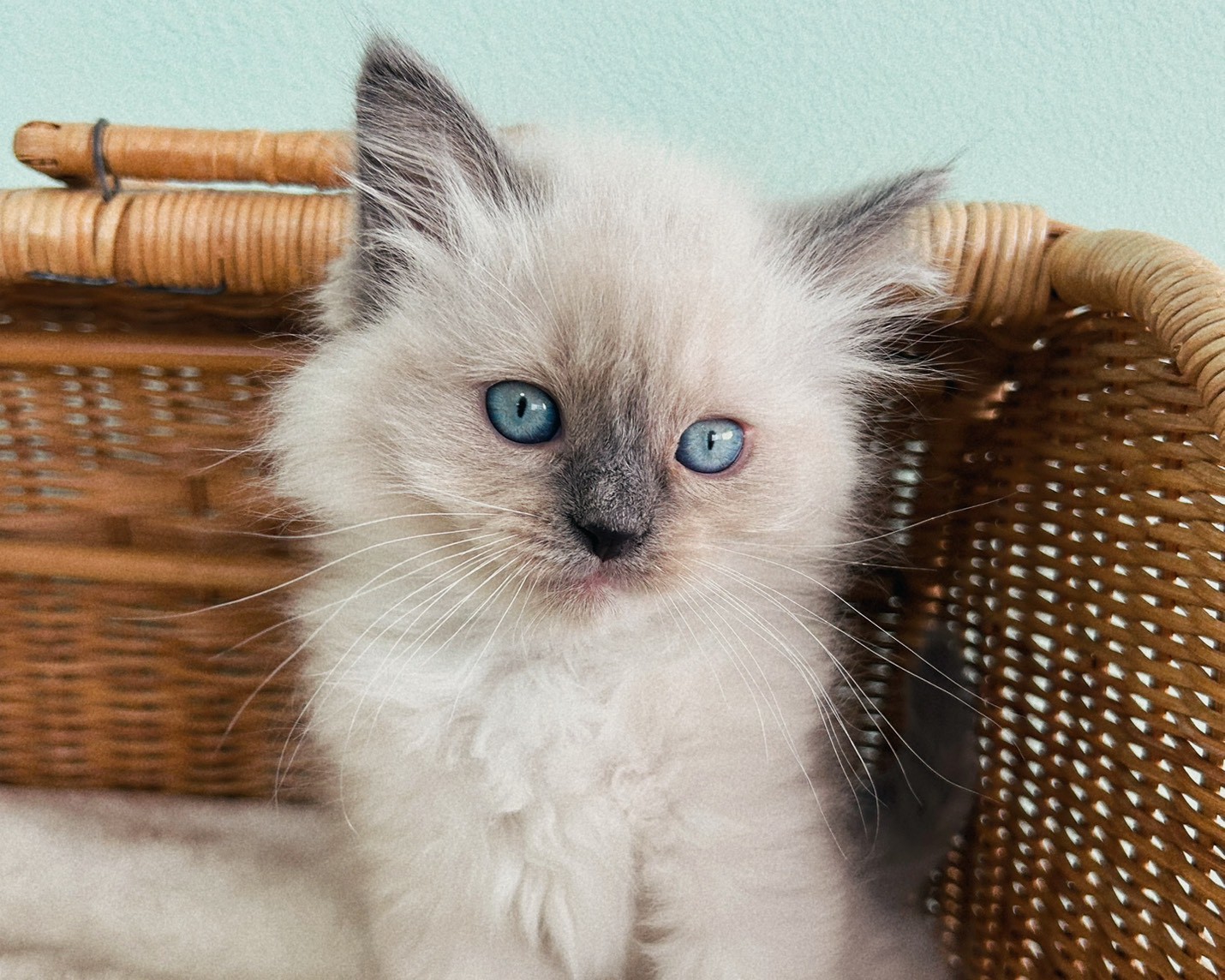 群馬県のラグドール (かねだいペットトライアル桐生/2026年1月30日生まれ/女の子/ブルーポイントミテッド)の子猫の4枚目の画像