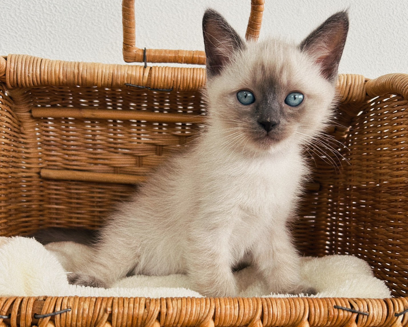 群馬県のラグドール (かねだいペットトライアル桐生/2026年1月30日生まれ/男の子/ブルーポイント)の子猫の3枚目の画像