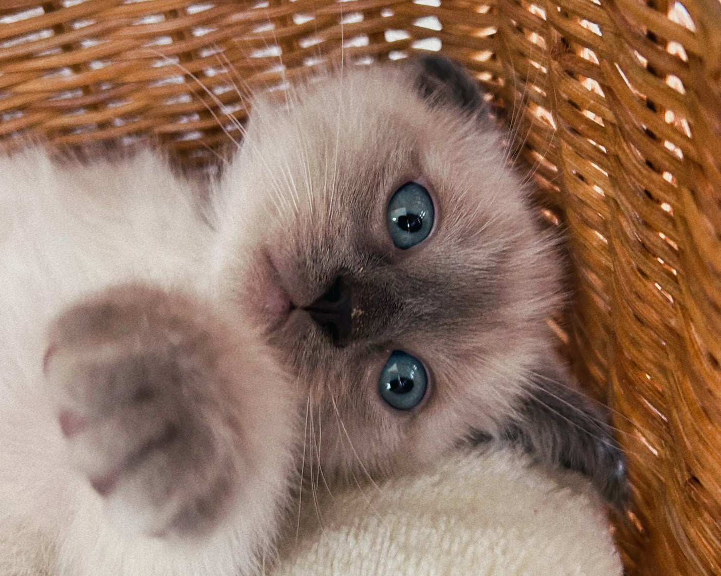 群馬県のラグドール (かねだいペットトライアル桐生/2026年1月30日生まれ/男の子/ブルーポイント)の子猫の2枚目の画像