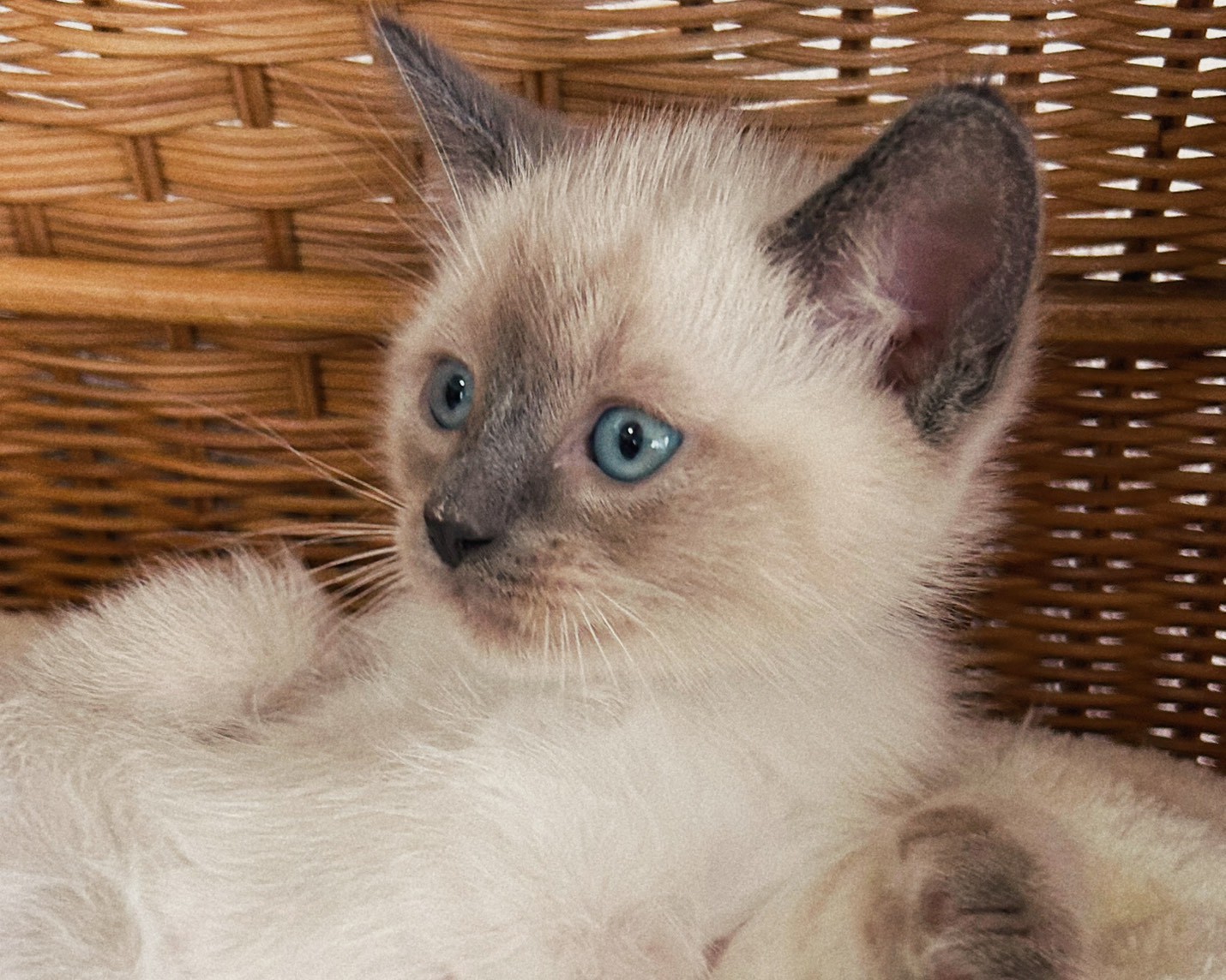 群馬県のラグドール (かねだいペットトライアル桐生/2026年1月30日生まれ/男の子/ブルーポイント)の子猫の4枚目の画像