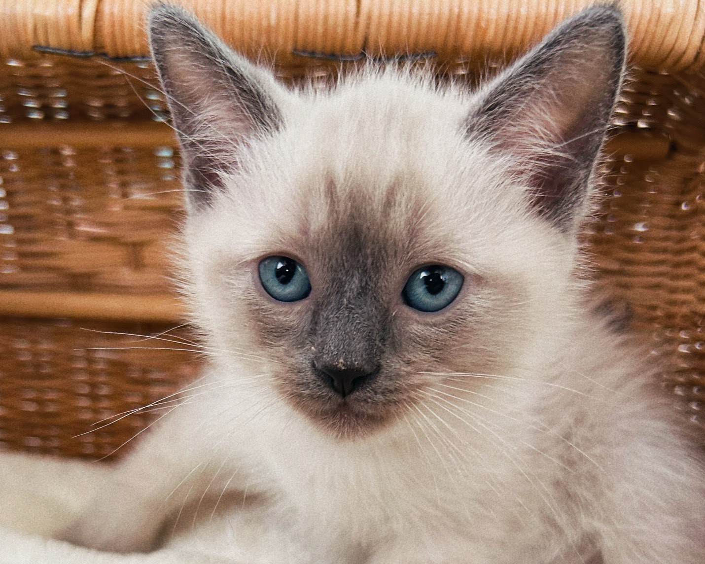 群馬県のラグドール (かねだいペットトライアル桐生/2026年1月30日生まれ/男の子/ブルーポイント)の子猫の1枚目の画像
