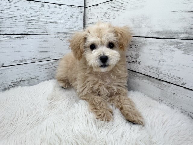 新潟県のマルプー(マルチーズ×プードル) (かねだいペットトライアル魚沼/2025年12月15日生まれ/女の子/アプリコット)の子犬の1枚目の画像