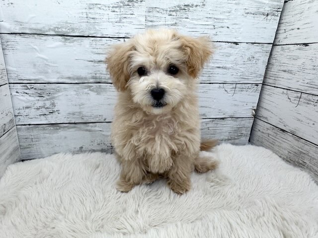 新潟県のマルプー(マルチーズ×プードル) (かねだいペットトライアル魚沼/2025年12月15日生まれ/女の子/アプリコット)の子犬の2枚目の画像