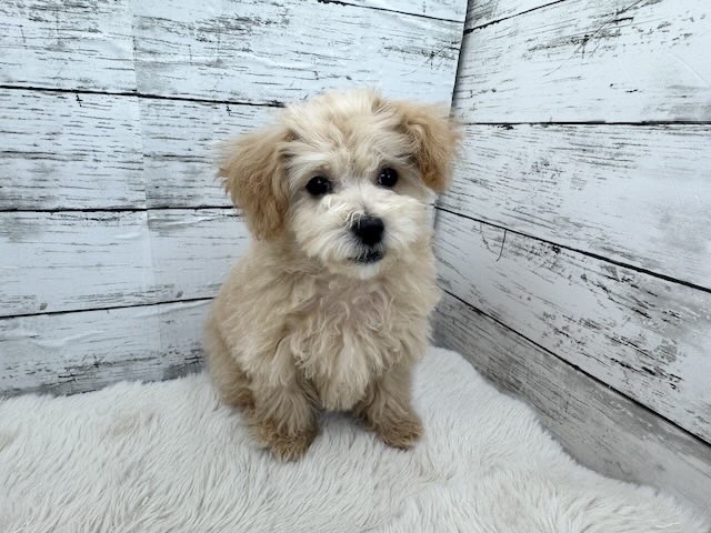 新潟県のマルプー(マルチーズ×プードル) (かねだいペットトライアル魚沼/2025年12月15日生まれ/女の子/アプリコット)の子犬の3枚目の画像