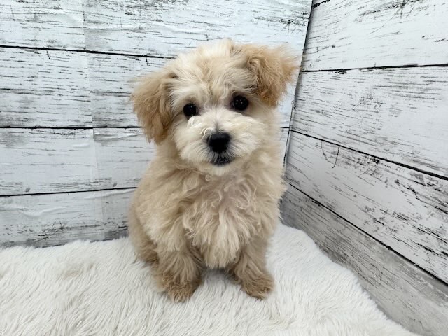 新潟県のマルプー(マルチーズ×プードル) (かねだいペットトライアル魚沼/2025年12月15日生まれ/女の子/アプリコット)の子犬の4枚目の画像