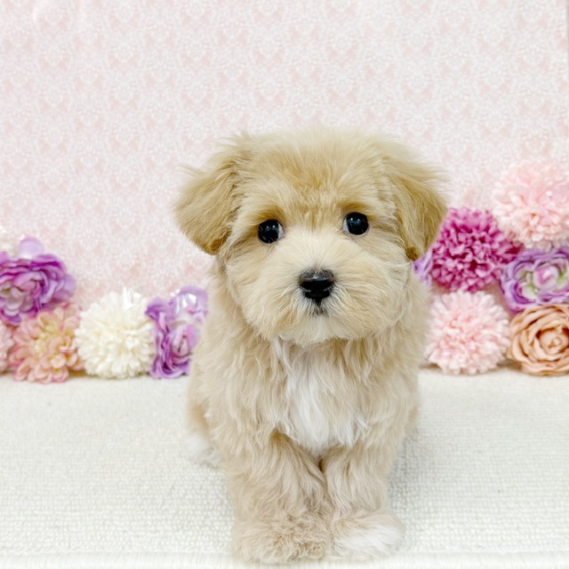 千葉県のハーフ犬・ミックス犬 (かねだい四街道店/2026年1月2日生まれ/男の子/アプリコット)の子犬の1枚目の画像