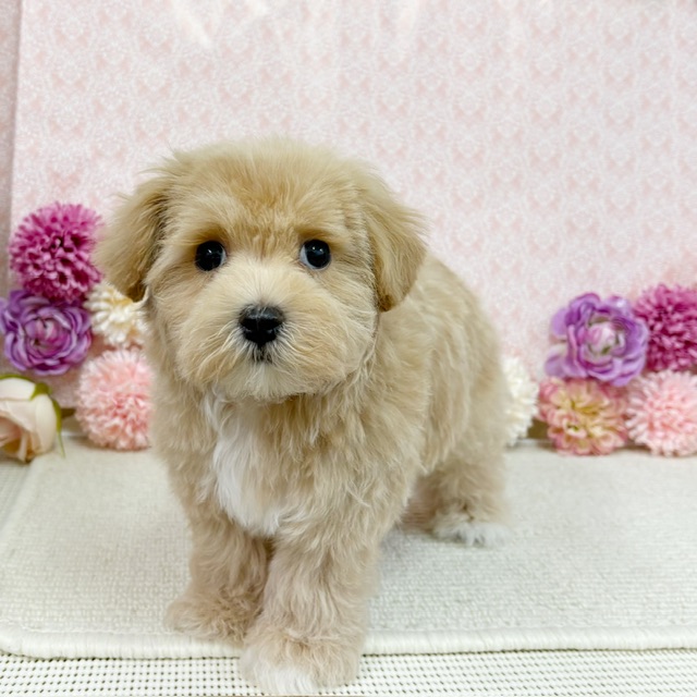 千葉県のハーフ犬・ミックス犬 (かねだい四街道店/2026年1月2日生まれ/男の子/アプリコット)の子犬の2枚目の画像