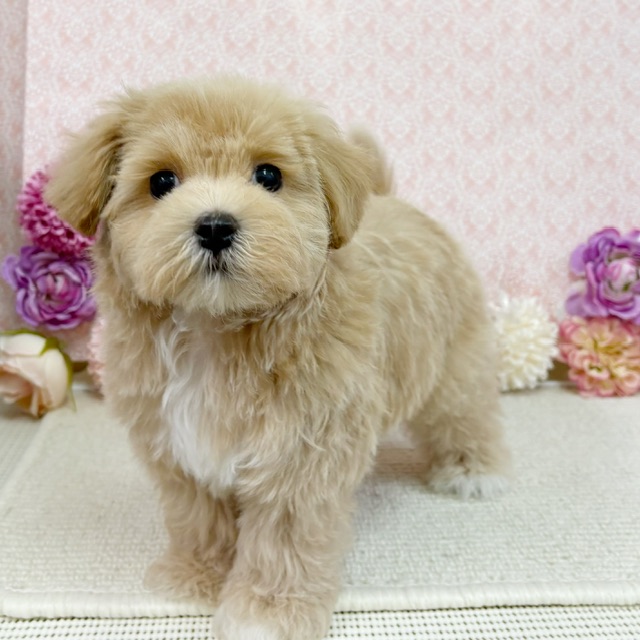 千葉県のハーフ犬・ミックス犬 (かねだい四街道店/2026年1月2日生まれ/男の子/アプリコット)の子犬の3枚目の画像