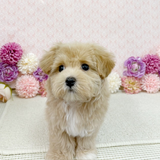 千葉県のハーフ犬・ミックス犬 (かねだい四街道店/2026年1月2日生まれ/男の子/アプリコット)の子犬の4枚目の画像