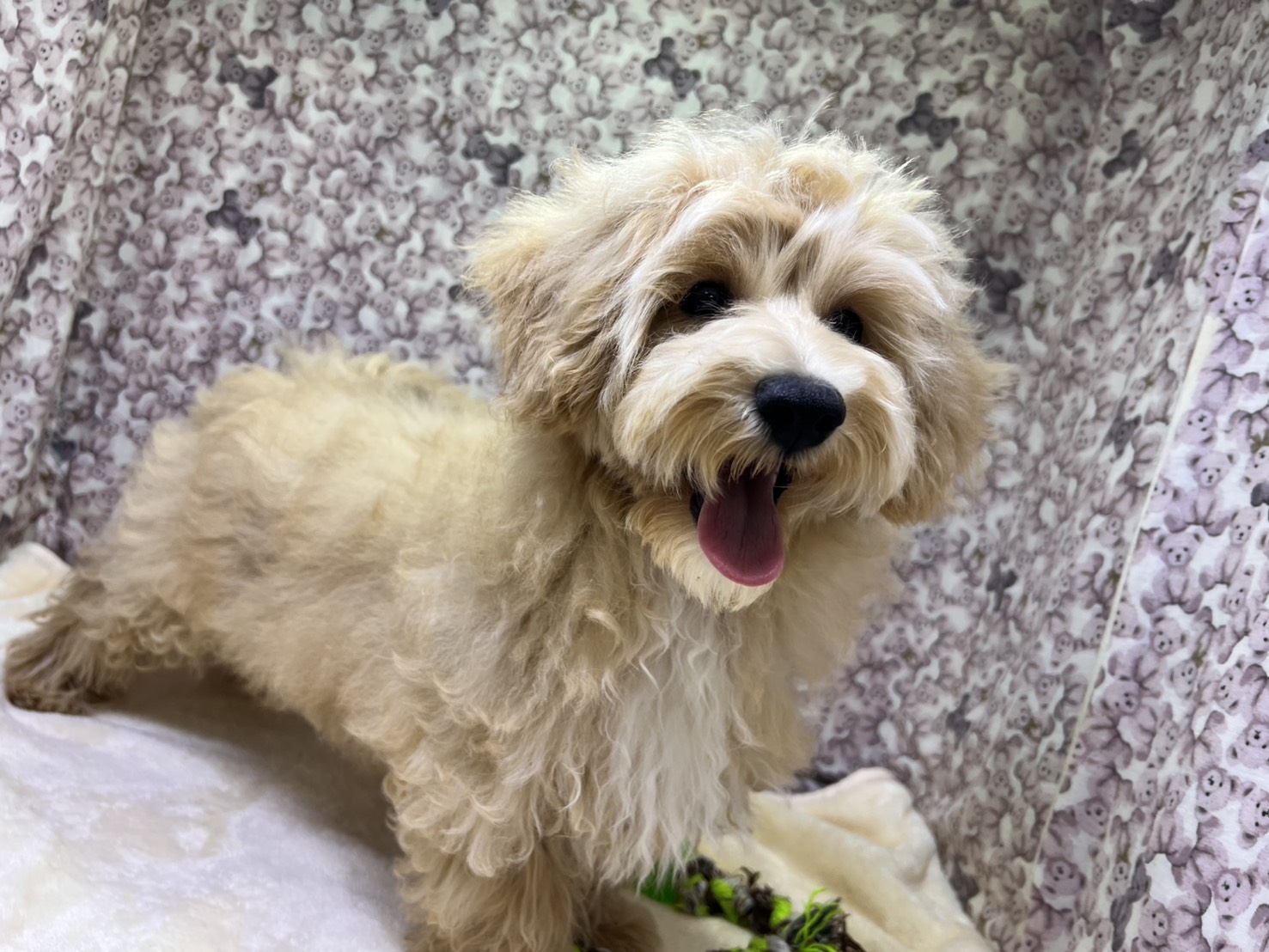 茨城県のマルプー(マルチーズ×プードル) (かねだいペットトライアル利根川/2025年10月17日生まれ/男の子/アプリコット)の子犬の1枚目の画像